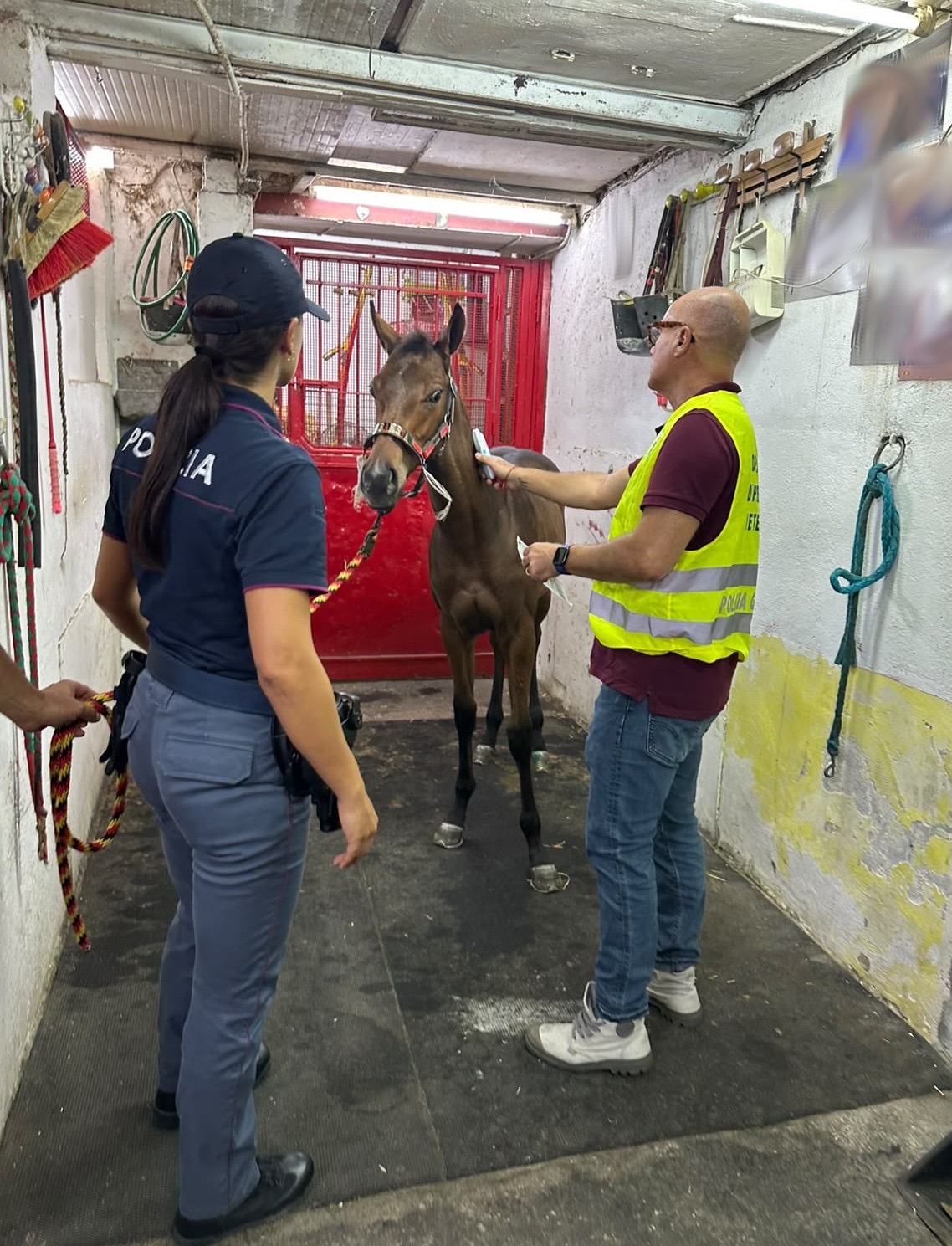 Palagonia, corsa clandestina di cavalli: cinque denunciati, salvato un puledro di sette mesi
