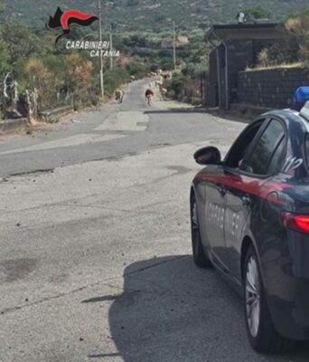 Randazzo, gregge libero in un terreno privato: denunciato 26enne per pascolo abusivo