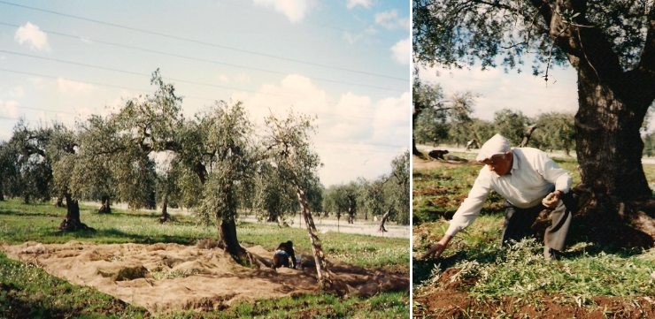 La campagna olivicola, in Sicilia, è iniziata, ma segnata da una grave crisi economica a causa dell’aumento dei costi di produzione e di trasporto