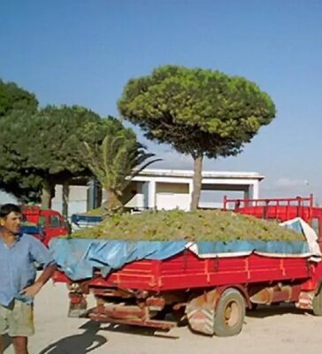 Crisi Viticoltura, sindaci di Marsala, Petrosino e Mazara del vallo chiedono aiuto alla Regione