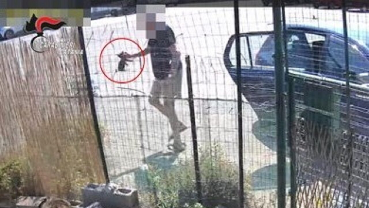 Gattini abbandonati e lanciati in una colonia felina del Catanese: denunciato un 76enne