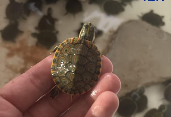 Pozzallo, 377 animali esotici stipati in un’auto diretta a Malta: sequestrati 300 testuggini e 77 pappagalli