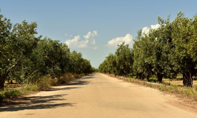 Contessa Entellina sempre più verde: 300 nuovi alberi per riqualificare gli spazi urbani