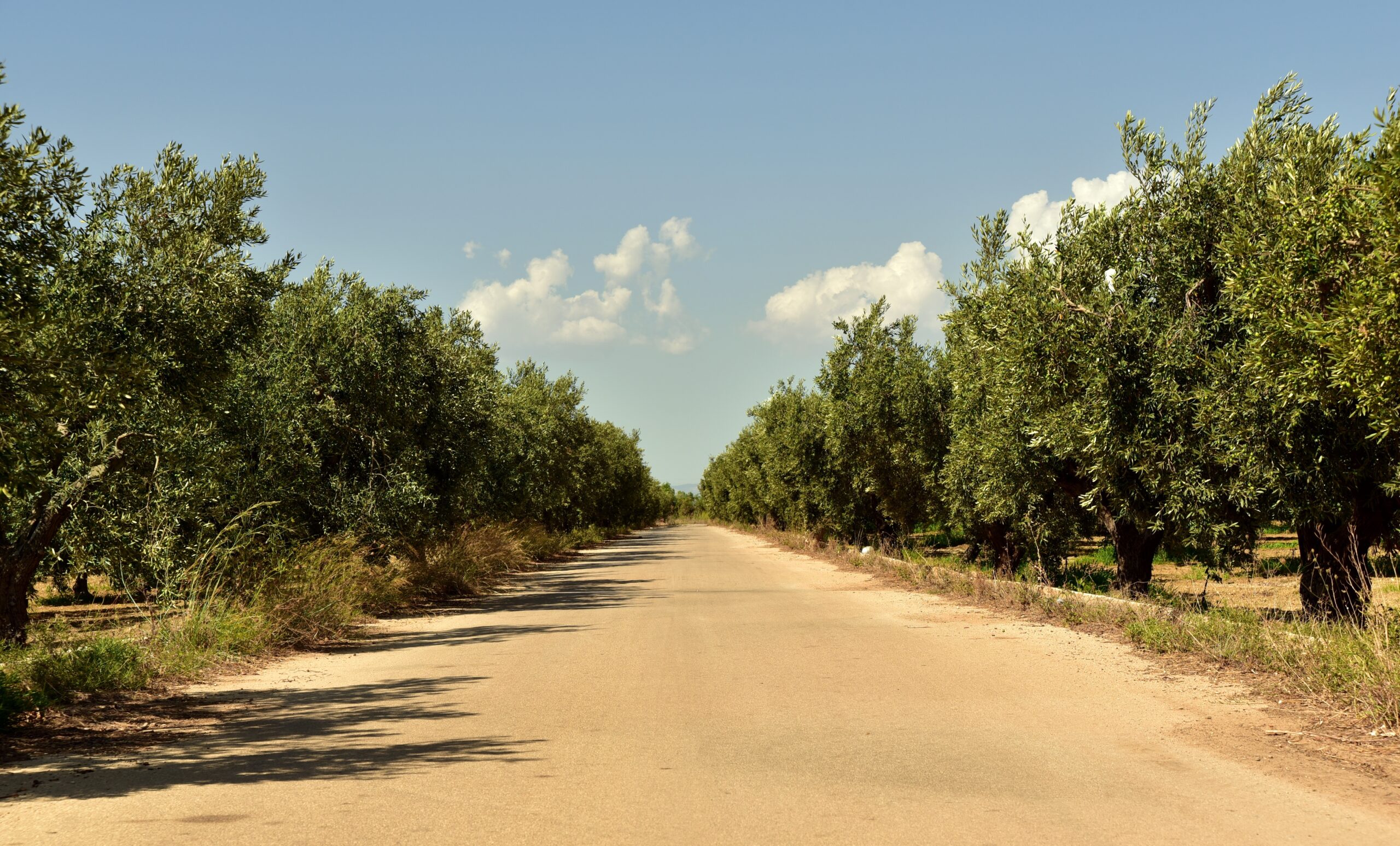 Contessa Entellina sempre più verde: 300 nuovi alberi per riqualificare gli spazi urbani