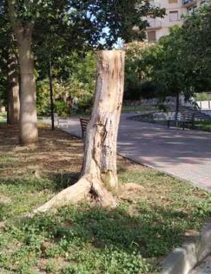Capitozzatura degli alberi quartiere Borgo-Sanzio 