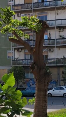 Capitozzatura degli alberi quartiere Borgo-Sanzio 