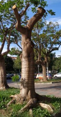Capitozzatura degli alberi quartiere Borgo-Sanzio 