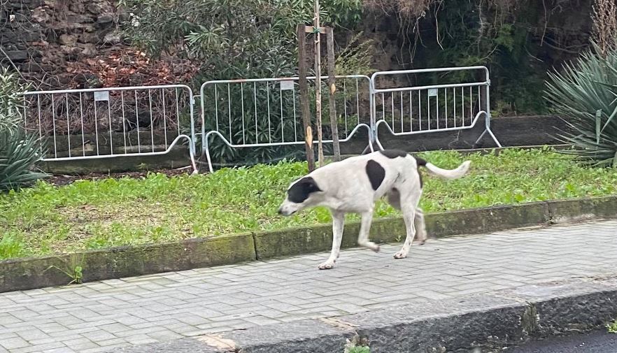 Cani randagi nel quartiere Borgo-Sanzio