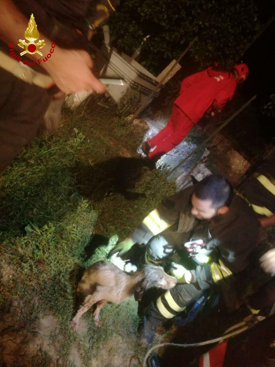 Cane salvato a Caltagirone (5)