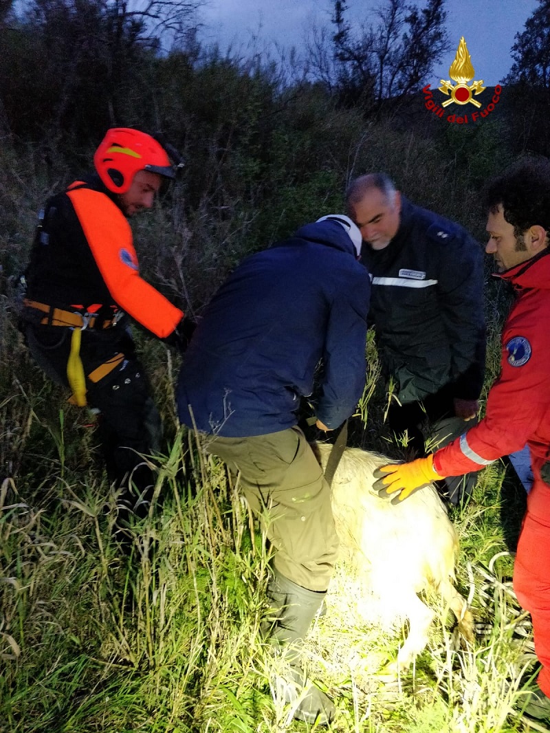 caltagirone, capra in un pozzo 7