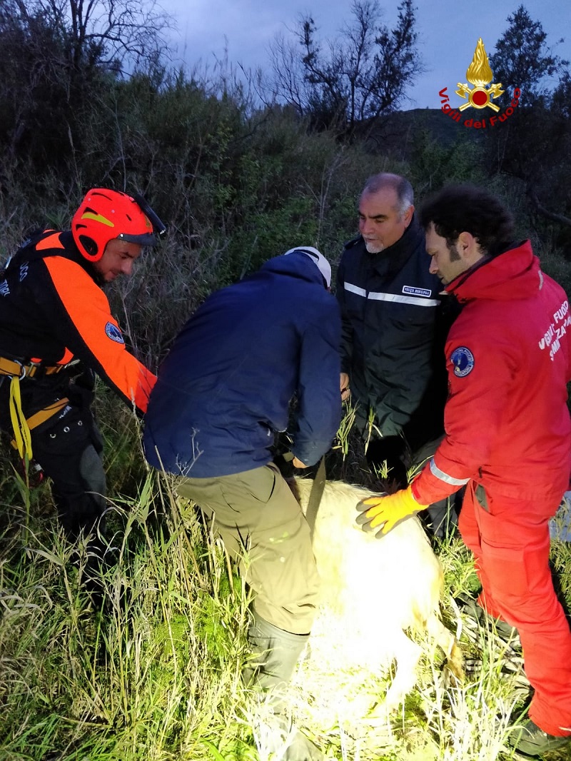 caltagirone, capra in un pozzo 8