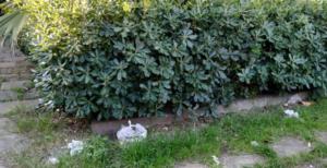 Area Verde parco Aldo Moro