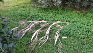 Area Verde parco Aldo Moro