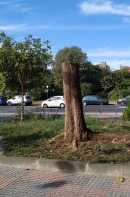 Capitozzatura degli alberi quartiere Borgo-Sanzio 