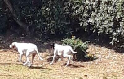 Cani randagi nel quartiere Borgo-Sanzio