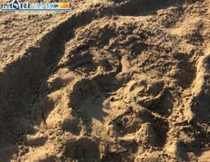 Caretta Caretta depone le sue uova a Punta Grande