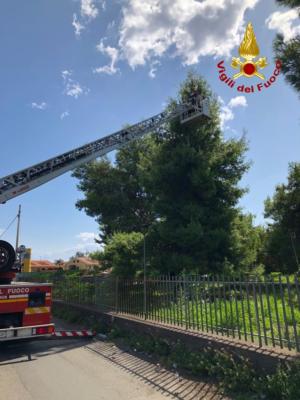 Pappagallo sfugge alla padrona: pompieri recuperano "Baby" dalla cima di un pino. LE FOTO