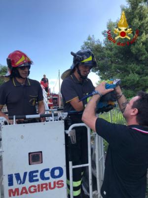 Pappagallo sfugge alla padrona: pompieri recuperano "Baby" dalla cima di un pino. LE FOTO