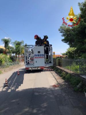 Pappagallo sfugge alla padrona: pompieri recuperano "Baby" dalla cima di un pino. LE FOTO