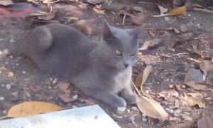 Colonia felina via Curia Catania