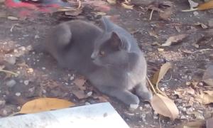 Colonia felina via Curia Catania