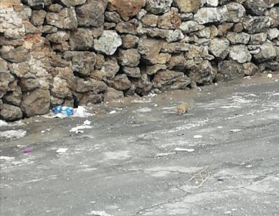 Rifiuti e topi in via Immacolata