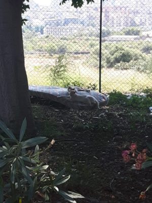 Immondizia via Calipari 4