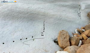 Sfregio Scala dei Turchi (9)