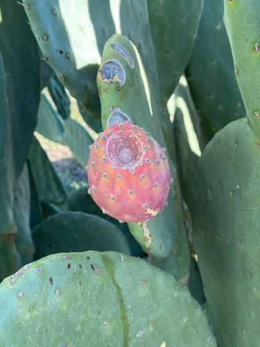 WhatsApp Image 2025-10-15 at 16.17.06