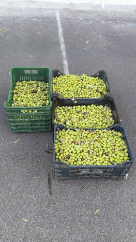 WhatsApp Image 2025-10-15 at 16.18.11 (1)