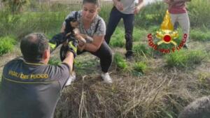 Cuccioli di cane precipitano in pozzo artesiano: pompieri intervengono nel sito archeologico e li salvano 10