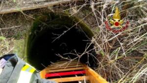 Cuccioli di cane precipitano in pozzo artesiano: pompieri intervengono nel sito archeologico e li salvano 4