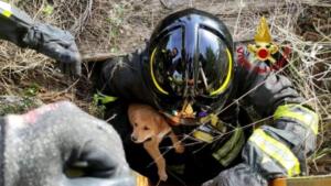 Cuccioli di cane precipitano in pozzo artesiano: pompieri intervengono nel sito archeologico e li salvano 8