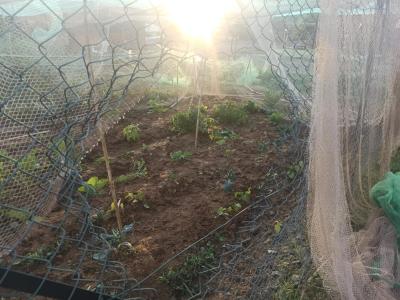 Orti-Librino-recinzione-divelta